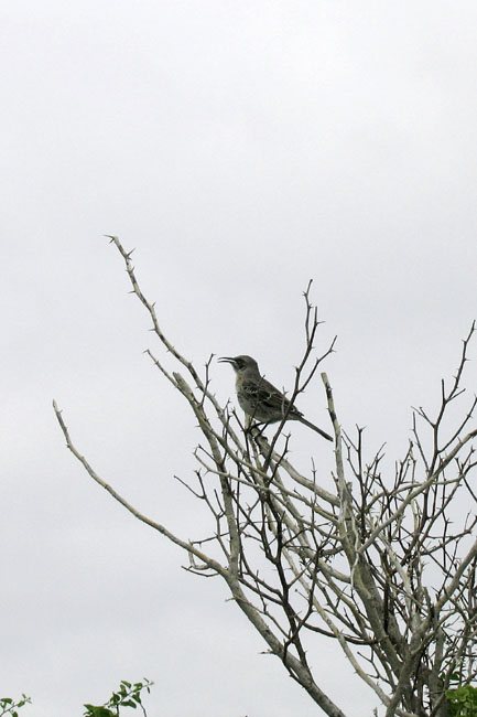 20070802f_EspanolaGardnerBay_SingingMockingbird