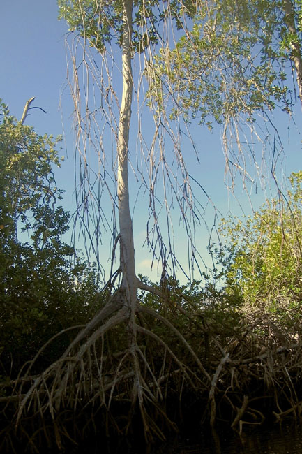 20070804t_IsabelaElizabethBay_WhiteMangrove