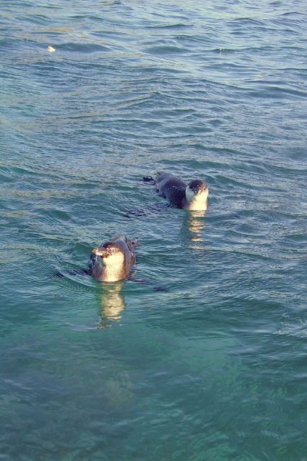 20070804w_IsabelaElizabethBay_Penguins