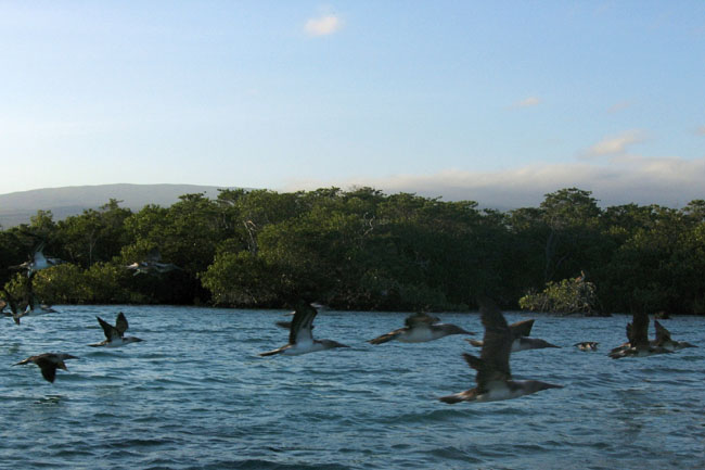 20070804zc_Isabela_BoobiesFlying
