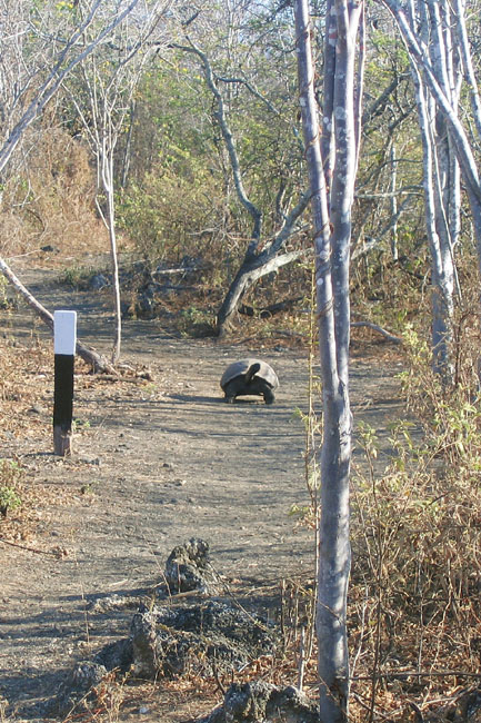 20070805a_IsabelaUrbinaBay_TortoiseStrolling