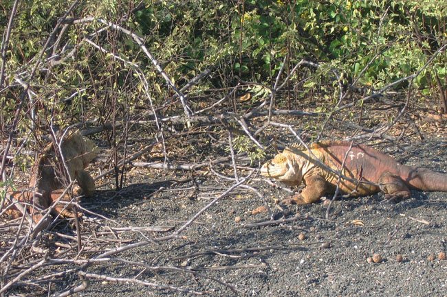 20070805d_IsabelaUrbinaBay_IguanasSparring