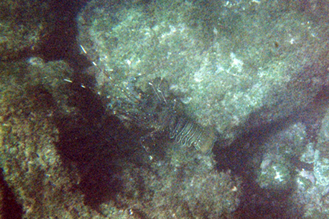 20070805l_U316A_IsabelaUrbinaBay_SpinyLobster