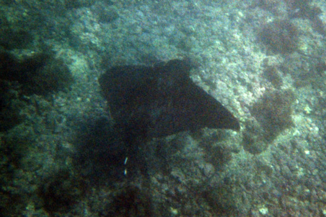 20070805n_U312A_IsabelaUrbinaBay_BatRay