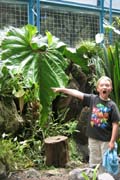 20070730c_M_GiantLeaf