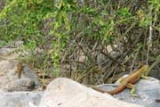 20070802q_EspanolaPuntaSuarez_LavaLizardsMF