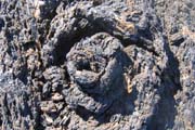 20070804d_IsabelaPuntaMoreno_LavaRosette