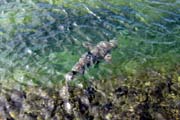 20070804i_IsabelaPuntaMoreno_WhiteTippedShark
