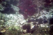 20070804l_U204A_IsabelaPuntaMoreno_SeaLife