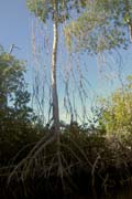 20070804t_IsabelaElizabethBay_WhiteMangrove