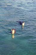 20070804w_IsabelaElizabethBay_Penguins