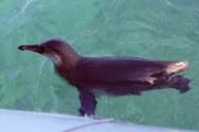 20070804x_IsabelaElizabethBay_CuriousPenguin