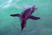 20070804y_IsabelaElizabethBay_CuriousPenguin