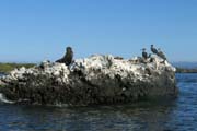 20070804z_IsabelaElizabethBay_WildlifeSampler