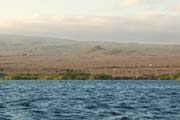 20070804za_Isabela_BoobyFeedingFrenzy