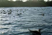 20070804zb_Isabela_BoobiesDrifting