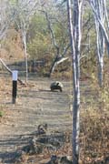 20070805a_IsabelaUrbinaBay_TortoiseStrolling