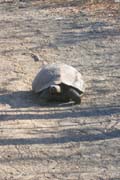 20070805b_IsabelaUrbinaBay_HelloTortoise