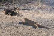 20070805c_IsabelaUrbinaBay_LandIguanaBurrow