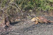 20070805d_IsabelaUrbinaBay_IguanasSparring