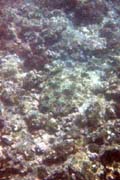 20070805i_U321A_IsabelaUrbinaBay_Flounder