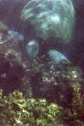 20070805j_U320A_IsabelaUrbinaBay_SeaTurtle