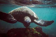 20070805k_U318A_IsabelaUrbinaBay_SeaTurtle