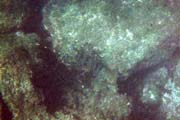 20070805l_U316A_IsabelaUrbinaBay_SpinyLobster