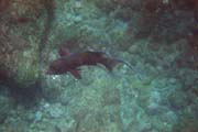 20070805m_U315A_IsabelaUrbinaBay_MexicanHogfish