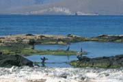 20070805x_FernandinaPuntaEspinosa_FlightlessCormorants