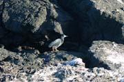 20070806b_JamesPuertoEgas_LavaHeron