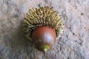 20101228c_BaniasAcorn