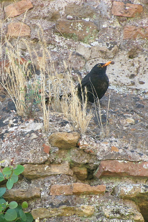 20120603zi_RomanForumStarling